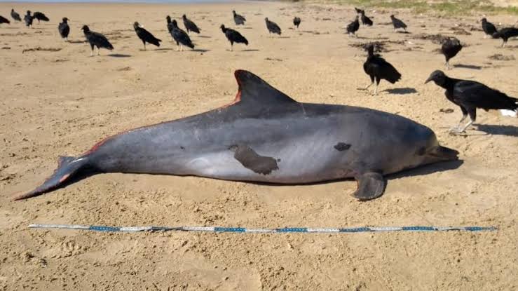 Golfinho é 1º mamífero atingido por óleo a surgir morto em praia de Alagoas