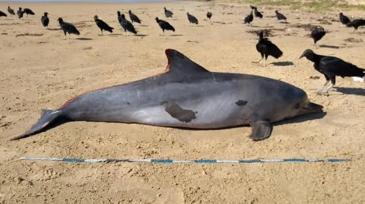 Golfinho é 1º mamífero atingido por óleo a surgir morto em praia de Alagoas