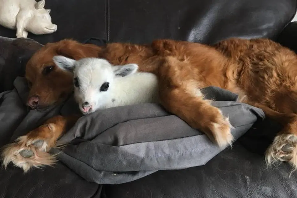 Cão e Bezerro