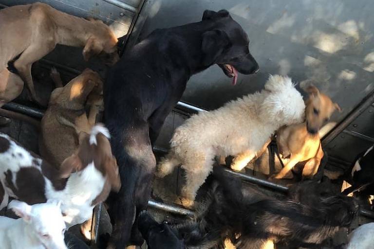 Polícia fecha fábrica clandestina que fazia linguiça com carne de cães e gatos (Foto: Polícia Civil)