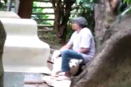 Vizinhos flagram homem estuprando cachorro, em Brasília