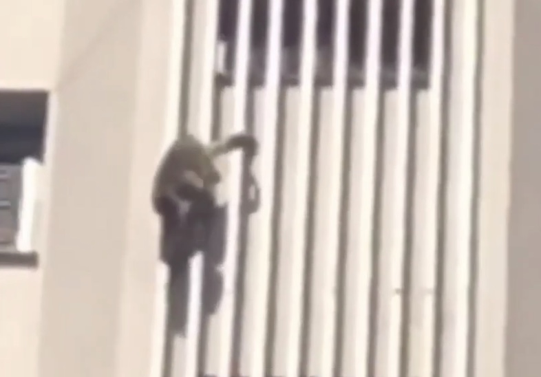 Macaco foi flagrado escalando prédio em Araçatuba — Foto: Arquivo Pessoal