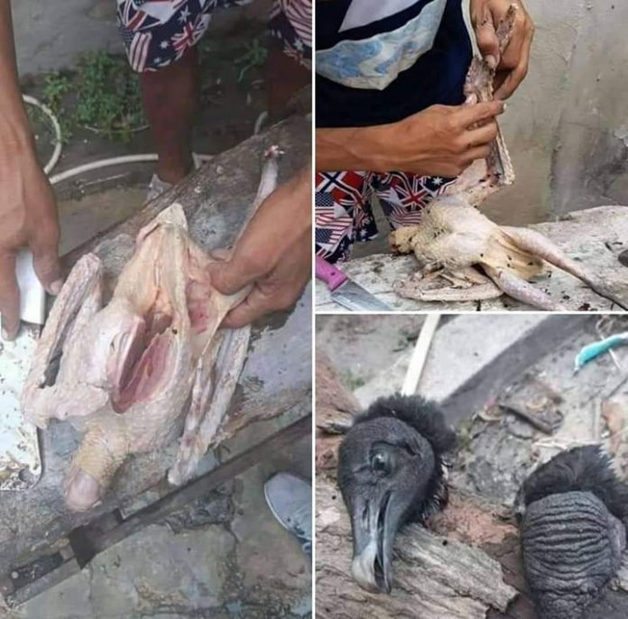Urubus são abatidos e carne é vendida como galinha caipira em feira, em Manaus (SP)