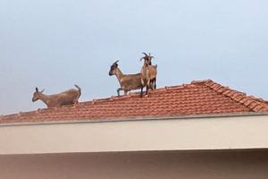 Cabras sobem no telhado e chamam atenção de moradores em Santa Cruz do Rio Pardo — Foto: Natalie Camilo dos Santos/Arquivo pessoal
