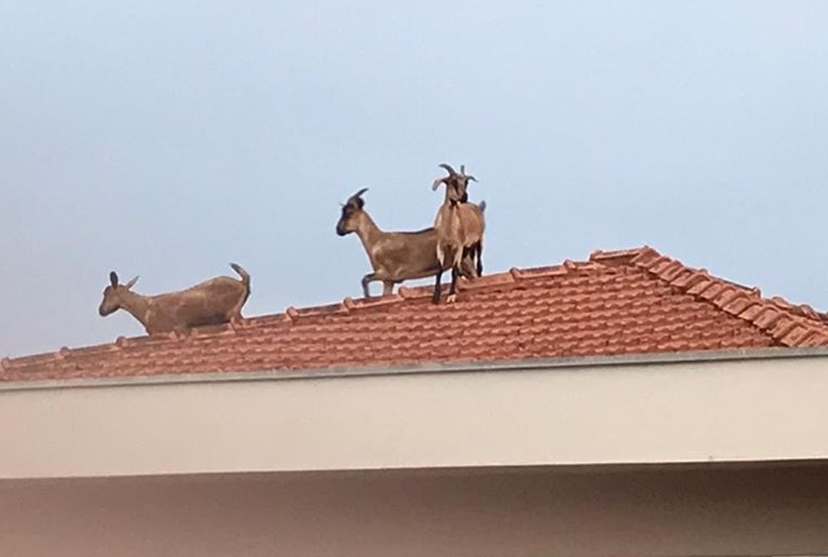Cabras sobem no telhado e chamam atenção de moradores em Santa Cruz do Rio Pardo — Foto: Natalie Camilo dos Santos/Arquivo pessoal