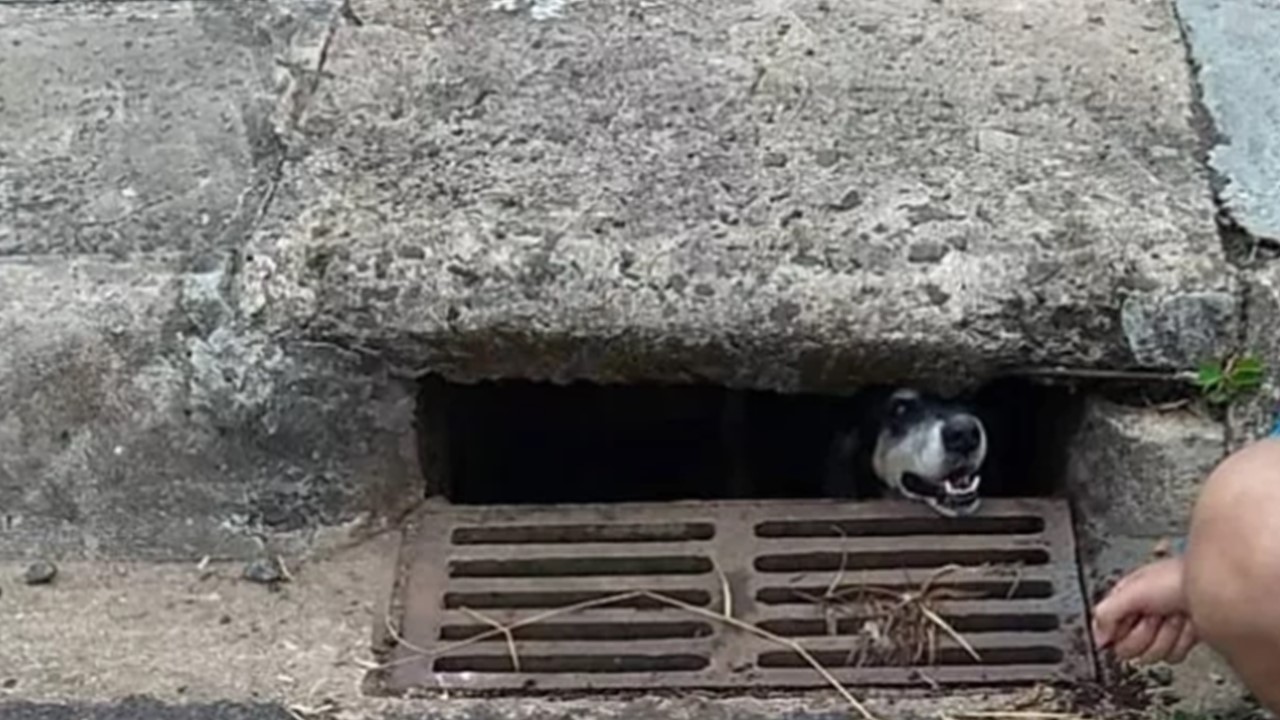 Cão foi encontrado em bueiro em Ponta Grossa