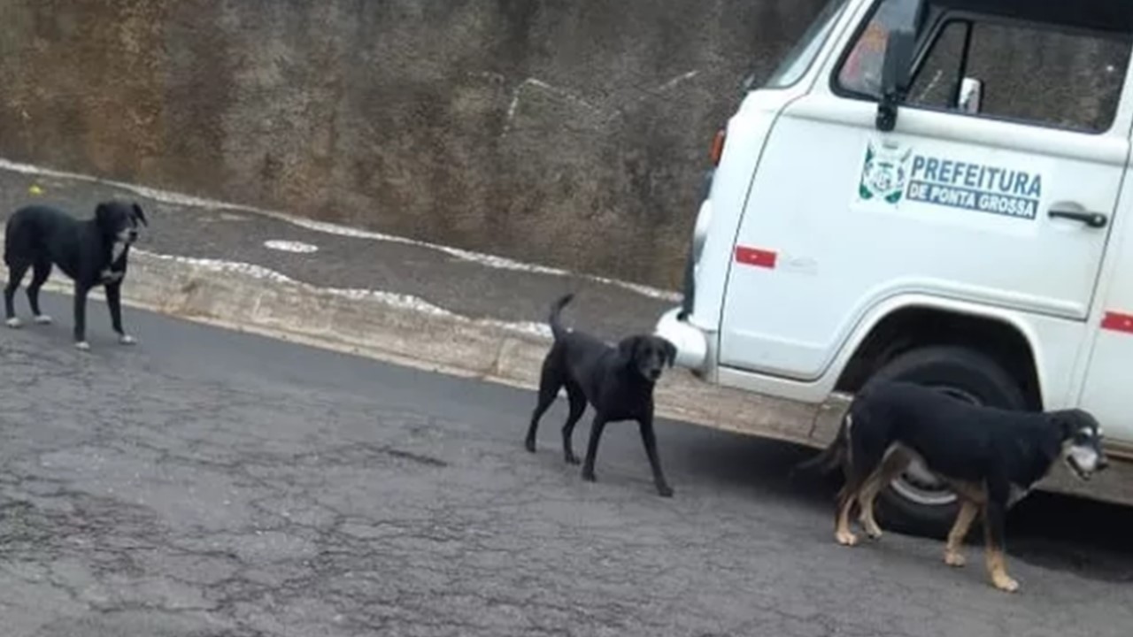 Cão foi encontrado em bueiro em Ponta Grossa
