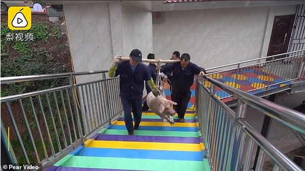 Um porco foi amarrado e jogado de um bungee jump