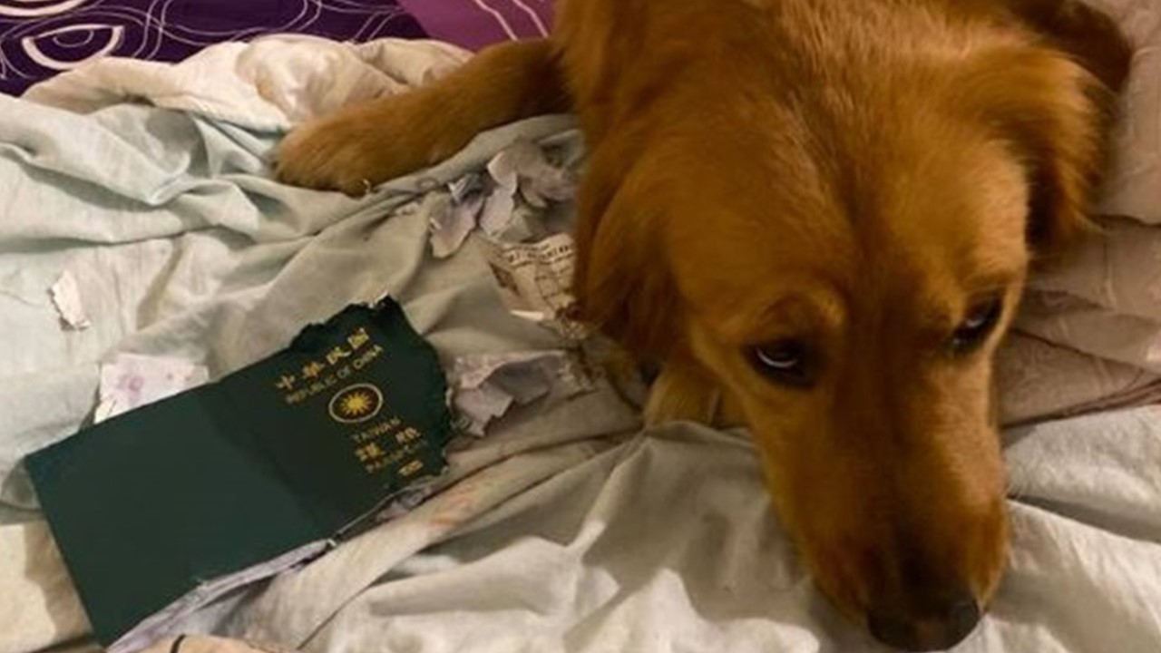 A cadela destruiu o passaporte da dona - Reprodução/ Facebook