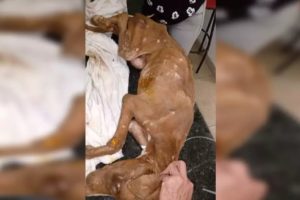 Cão morre 3 dias depois de ser abandonado enrolado em fio
