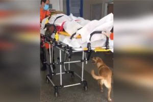 Cachorrinha acompanha dono em ambulância até sua internação em hospital