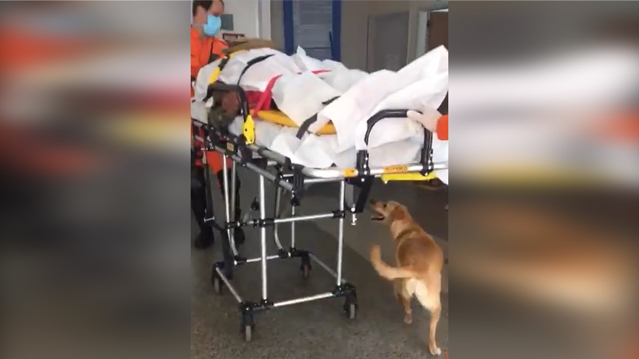 Cachorrinha acompanha dono em ambulância até sua internação em hospital