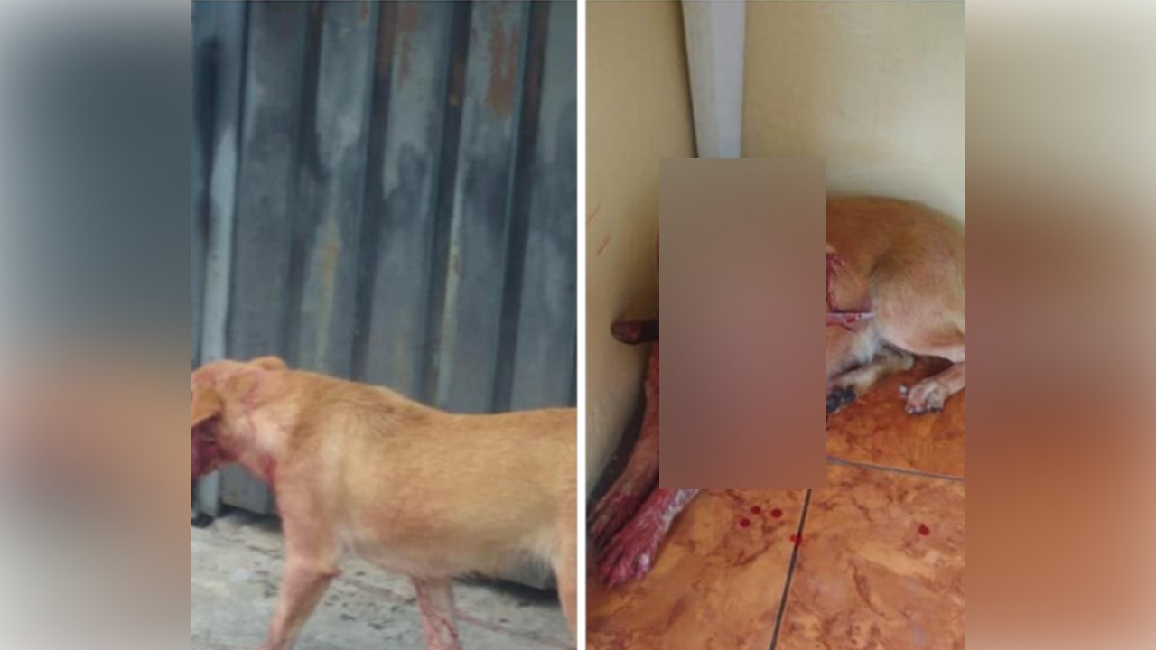 Cadela leva facada no pescoço, é socorrida por populares e morre em Rio Claro