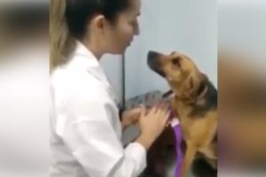 Vídeo: cadela rouba a cena ao se comportar em consulta e ficar ´hipnotizada´ por veterinária