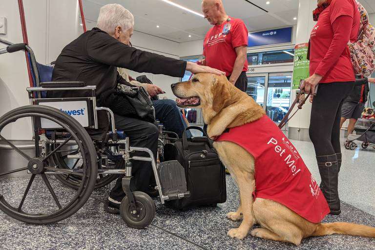 Cães terapeutas acalmam passageiros em aeroporto nos EUA
