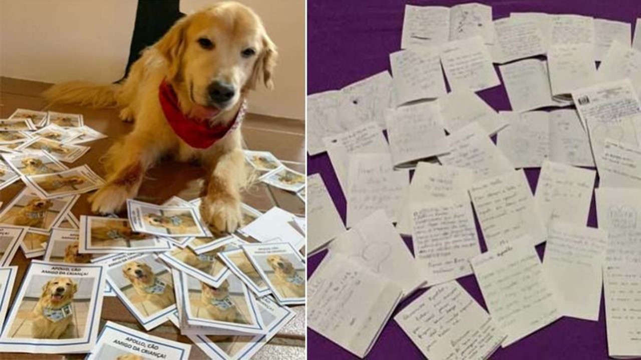 Cão terapeuta diagnosticado com câncer recebe cartinhas de agradecimento