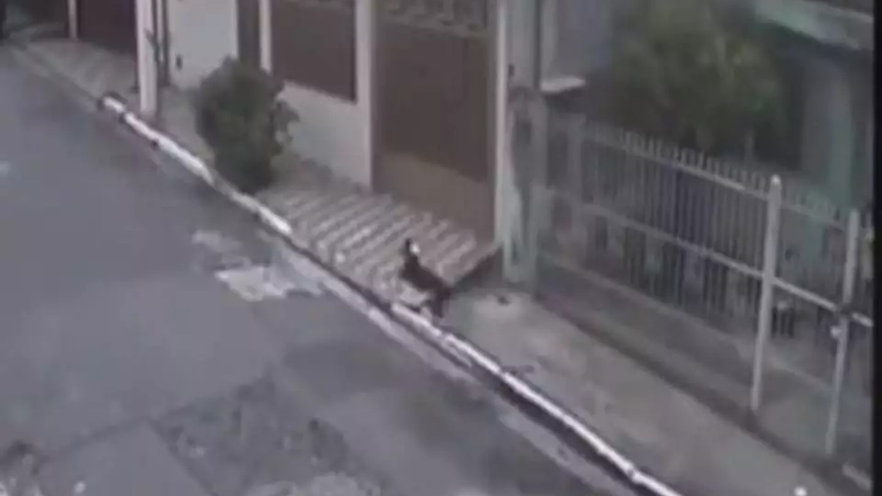 cão é arremessado duas vezes por cima de portão