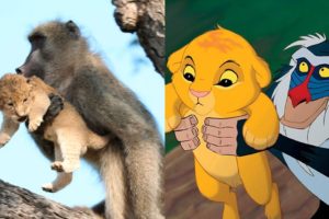 Vídeo: babuíno salva filhote e ‘imita’ cena clássica de ‘Rei Leão´