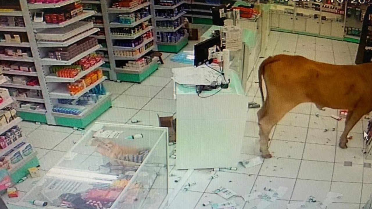 Vaca solitária passeia pelas ruas, invade farmácia e provoca confusão em farmárcia