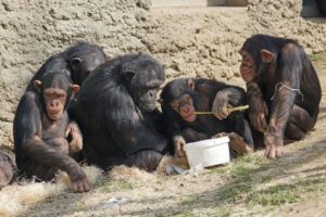 Macacos roubam amostras de sangue com coronavírus de laboratório na Índia