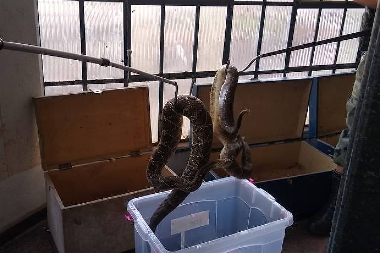 Polícia Ambiental recolhe 153 cobras encontradas em casa no Paraná