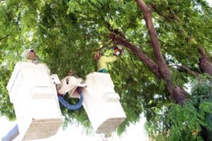Prefeitura de Limeira abre inscrições para curso de poda de árvores