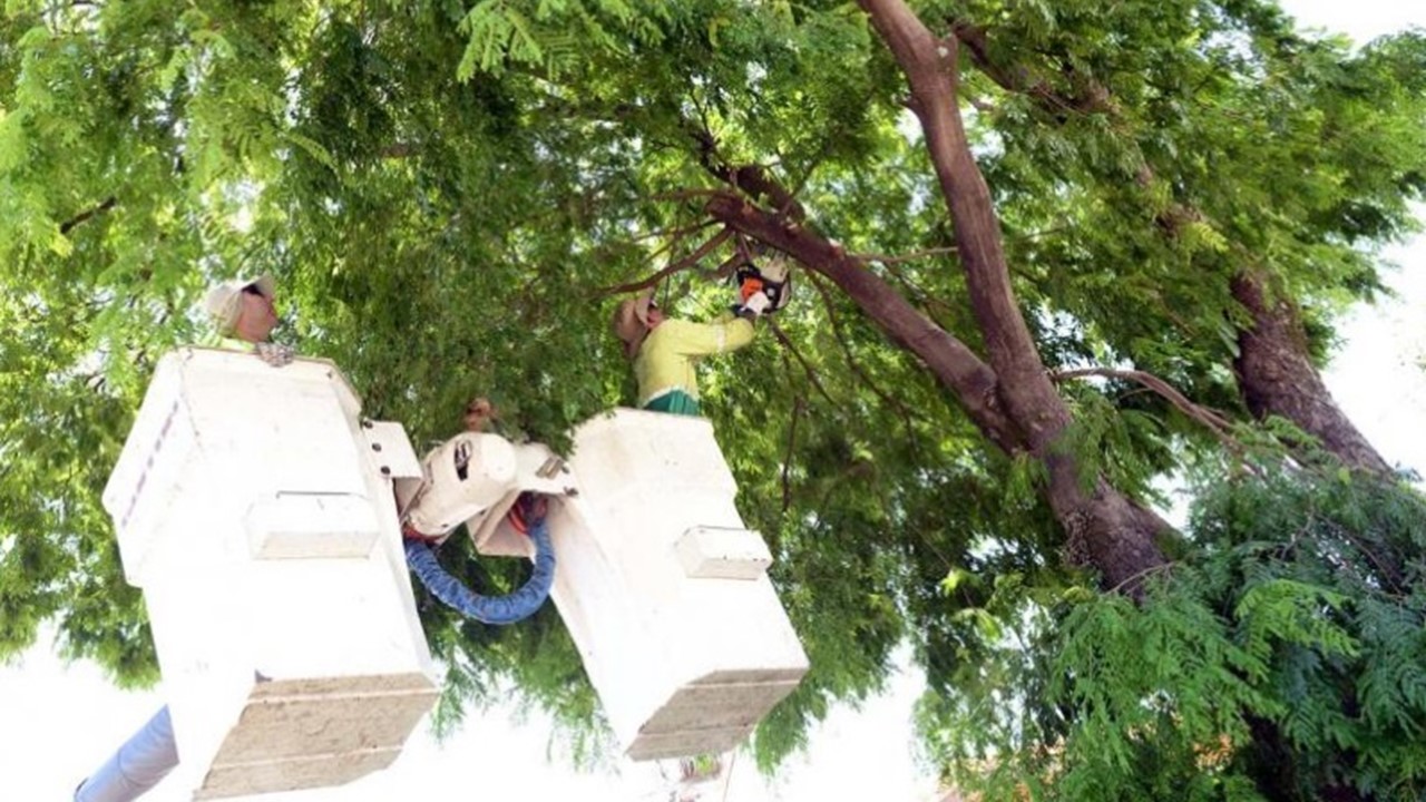 Prefeitura de Limeira abre inscrições para curso de poda de árvores