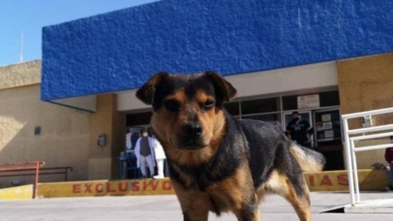 Cão será adotado após ficar um mês na porta de hospital onde dono morreu por coronavírus