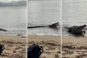 Crocodilo gigante aparece em praia e engole filhote de tubarão encalhado