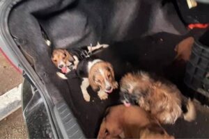 Cachorros com sinais de maus-tratos são resgatados