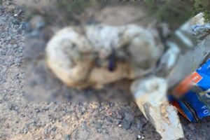 Animais encontrados mortos estariam sendo usados em rituais em Limeira