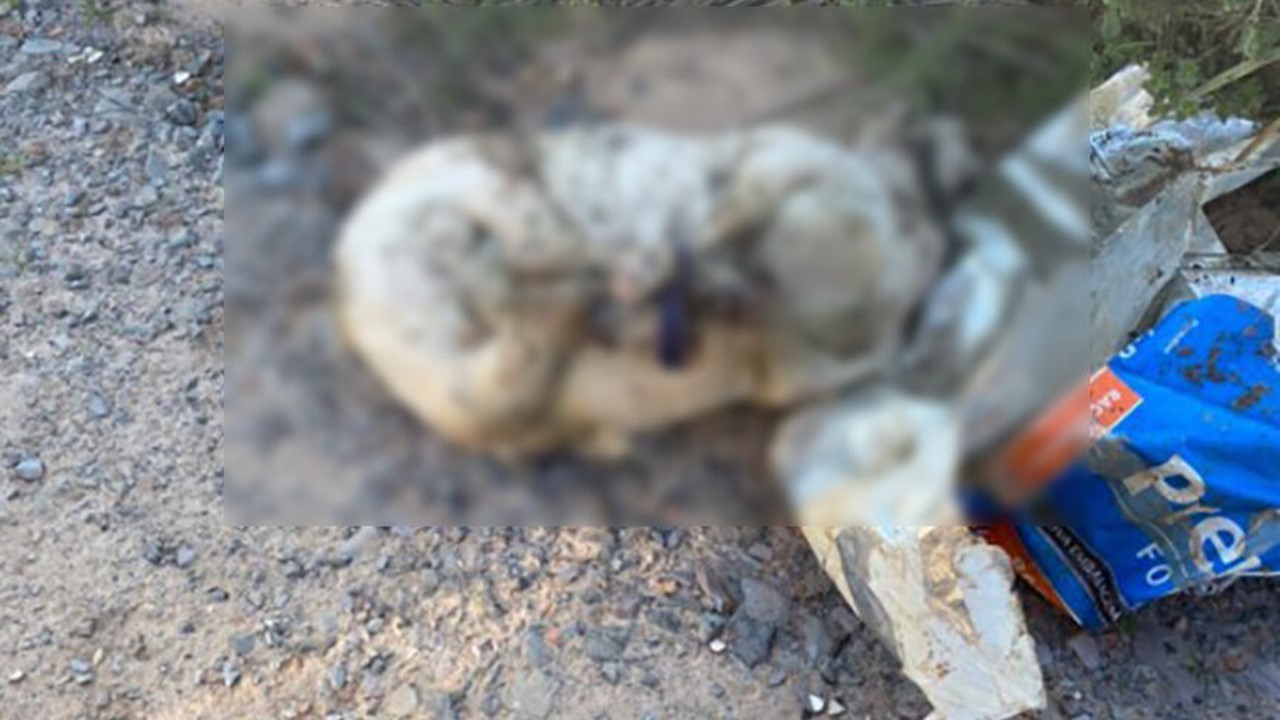Animais encontrados mortos estariam sendo usados em rituais em Limeira