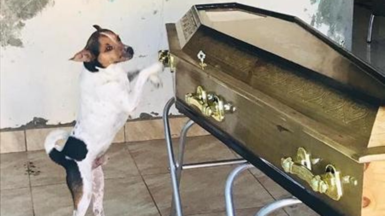 Cão chora ao lado do caixão da dona em velório