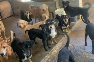 Donos morrem de covid e mais de 50 cães ficam sem lar em Rio Claro
