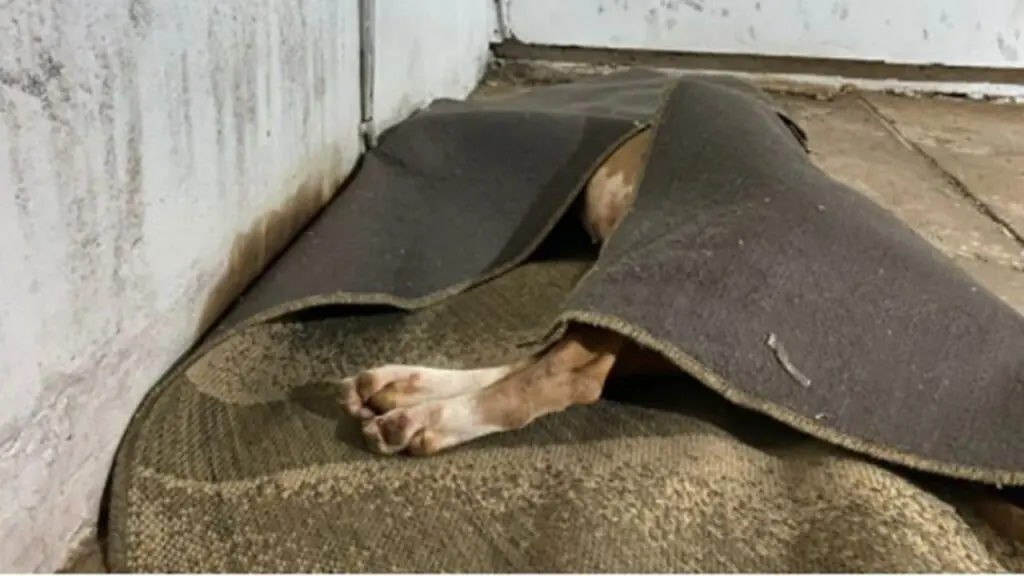 PMs abatem Pit-bull durante ocorrência para evitar ataque à dona, no Jardim Ernesto Kühl, em Limeira
