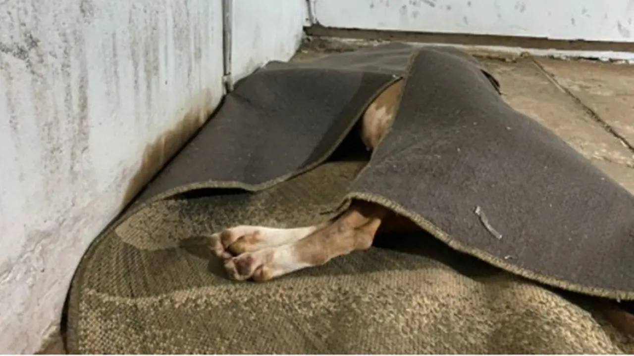 PMs abatem Pit-bull durante ocorrência para evitar ataque à dona, no Jardim Ernesto Kühl, em Limeira