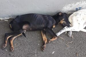 Cães em situação de maus-tratos são resgatados no Parque Hipólito, em Limeira