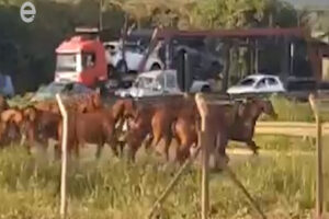 Cavalos fogem de fazenda e correm pela rodovia Limeira-Iracemápolis