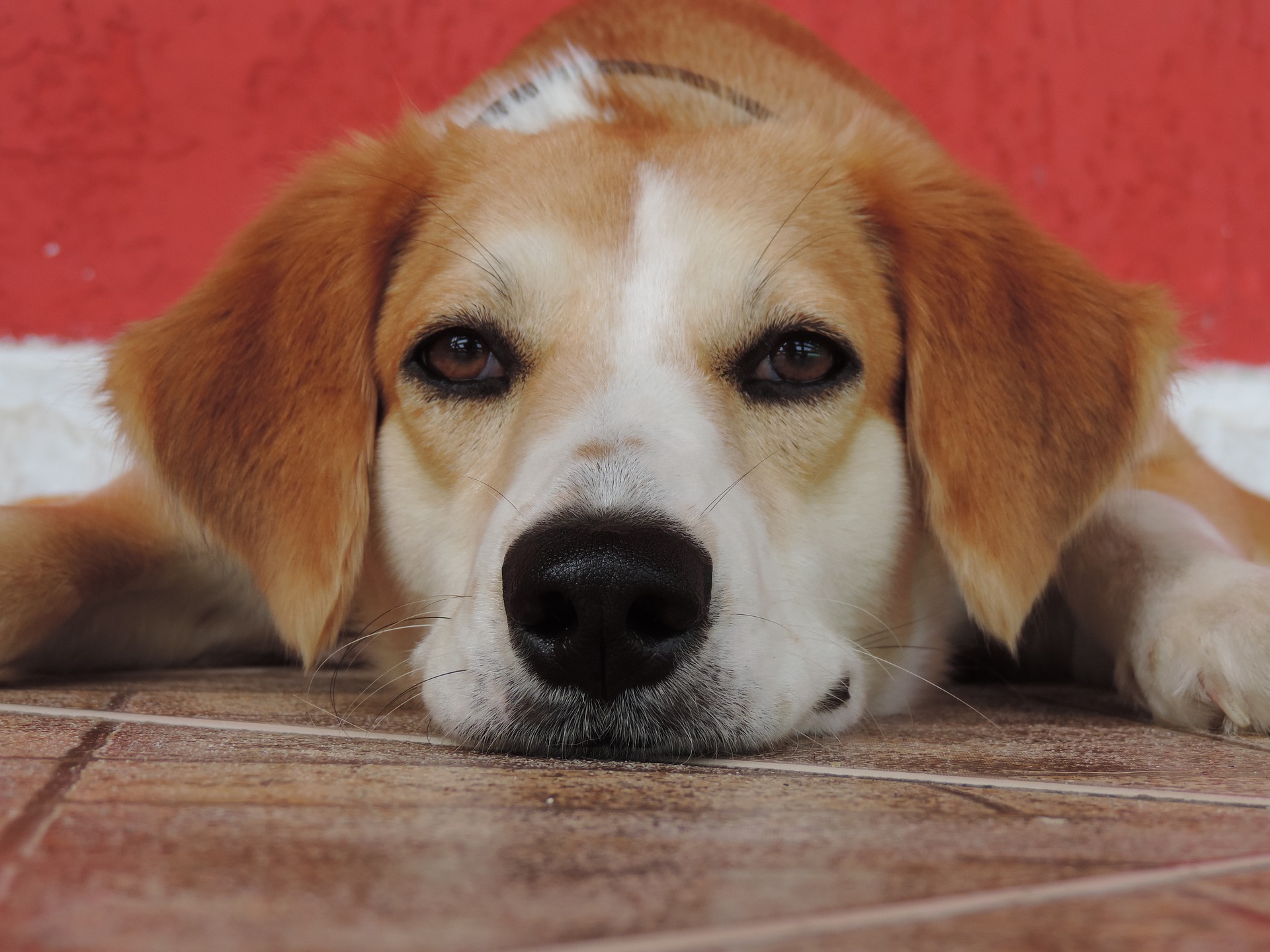 Prefeitura de Limeira credencia clínicas veterinárias