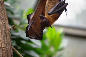 'Parente' do Sars-CoV-2 é achado em morcegos no Camboja