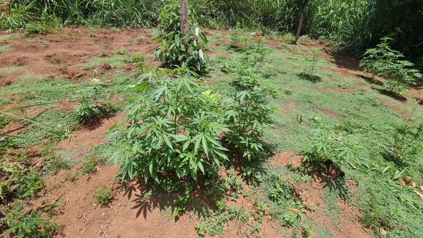 GCM de Limeira localiza plantação de maconha no Abílio Pedro