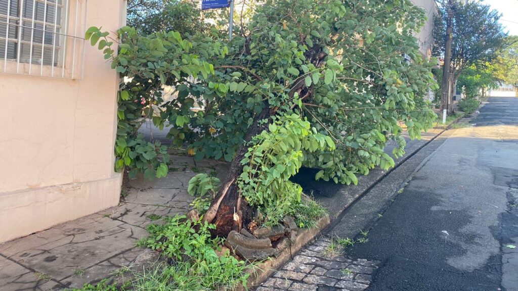 Após temporal, Limeira amanhece com dezenas de árvores caídas nesta quarta (19)