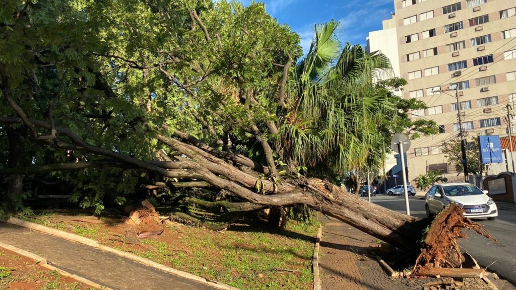 Após temporal, Limeira amanhece com dezenas de árvores caídas nesta quarta (19)