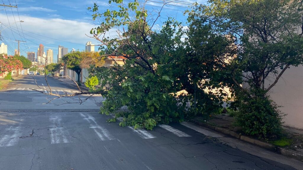 Após temporal, Limeira amanhece com dezenas de árvores caídas nesta quarta (19)