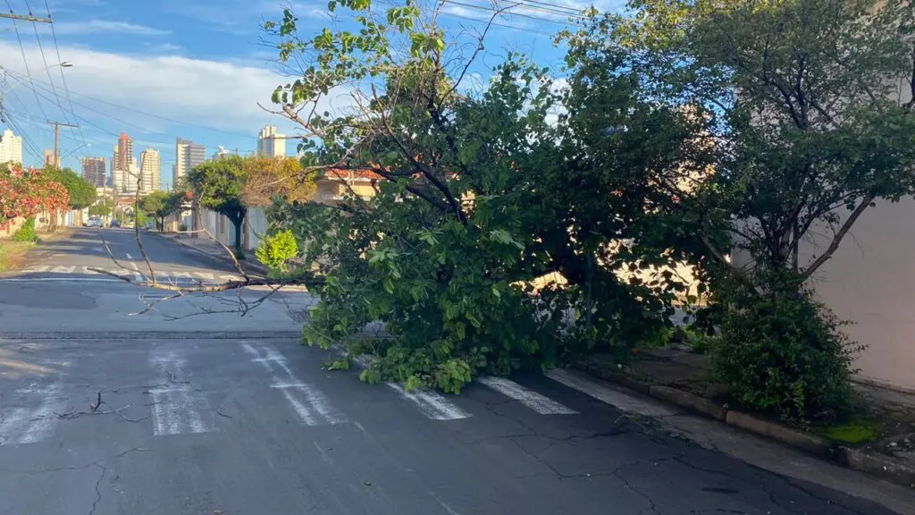 Após temporal, Limeira amanhece com dezenas de árvores caídas nesta quarta (19)