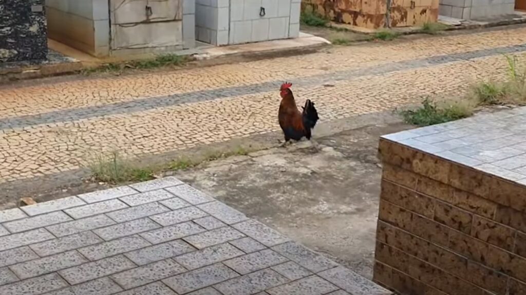 Galo decide morar em Cemitério de Rio Claro e causa polêmica por 'cantar alto demais'