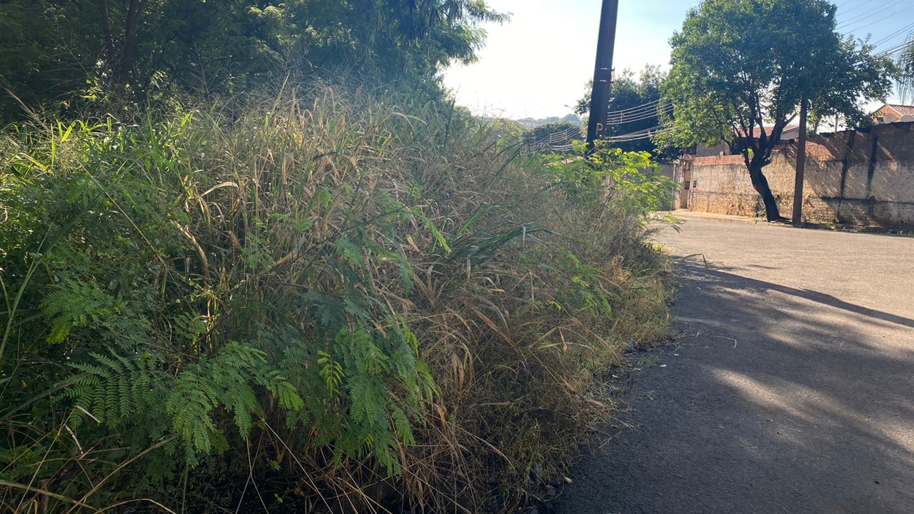 Aranhas e baratas invadem casas de limeirenses que sofrem com mato alto no Jardim Rossi