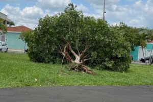 Moradores reclamam de árvore caída há 8 dias em praça do Parque Rosa Marrafon, em Limeira