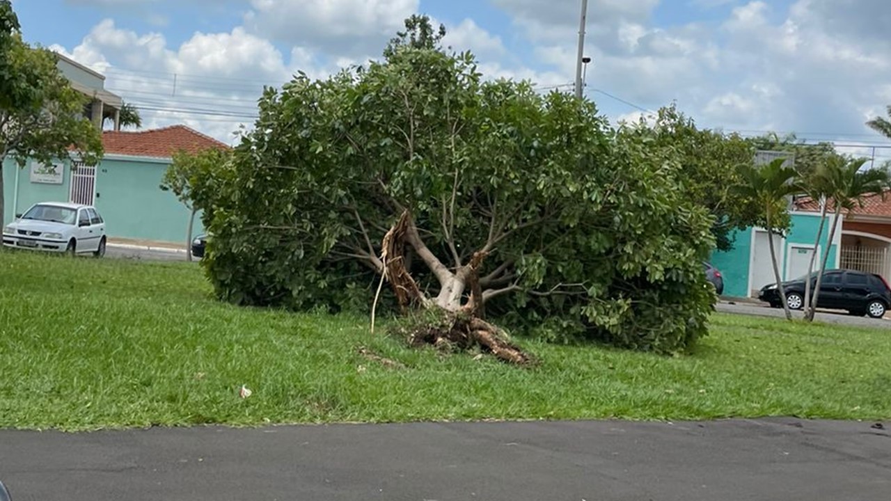 Moradores reclamam de árvore caída há 8 dias em praça do Parque Rosa Marrafon, em Limeira