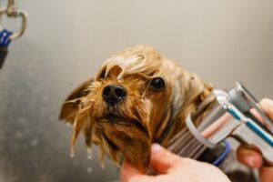 Funcionário de pet shop é preso após morte de cachorro deixado para tosa